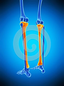 The tibia photo