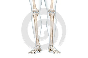Tibia or shin bone with calf body contours front view 3D rendering illustration isolated on white with copy space. Human skeleton