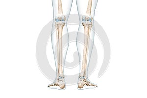 Tibia or shin bone with calf body contours rear view 3D rendering illustration isolated on white with copy space. Human skeleton