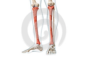 Tibia or shin bone in red color with body 3D rendering illustration isolated on white with copy space. Human skeleton and leg