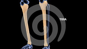 Human lower limb bone Tibia photo