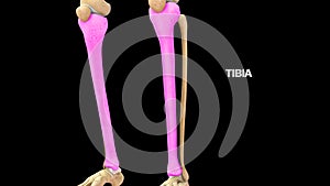 Human lower limb bone Tibia photo