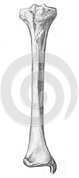 Tibia - skeleton