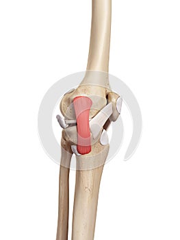 The tibial collateral ligament