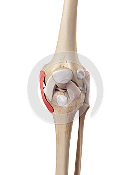 The tibial collateral ligament