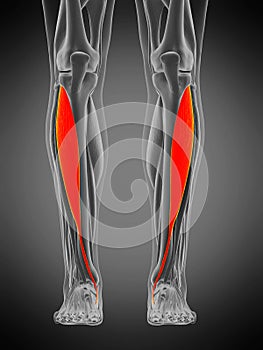 Tibialis anterior