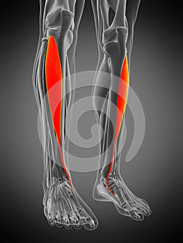 tibialis anterior