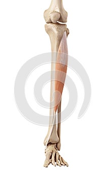 The tibialis anterior