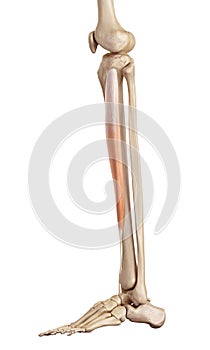 The tibialis anterior