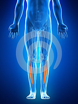 The tibialis anterior photo