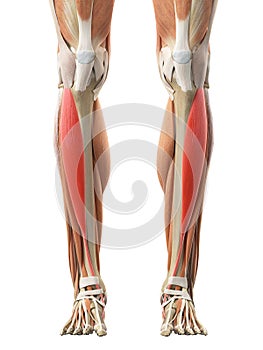 The tibialis anterior