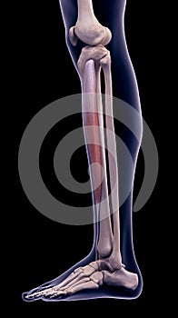 The tibialis anterior