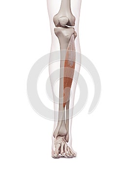 The tibialis anterior photo