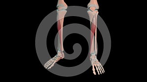 Tibialis anterior muscles full rotation loop