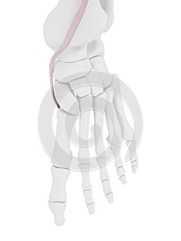 The Tibialis Anterior tendon