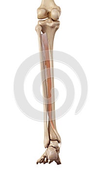 The tibialis posterior