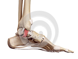 The tibiocalcaneal ligament