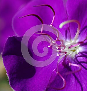 Tibouchina