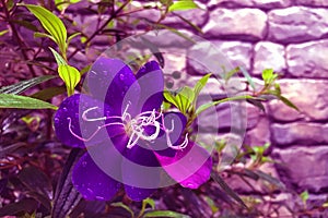 Tibouchina granulosa, Purple princess flower in the garden, Magenta tone photo