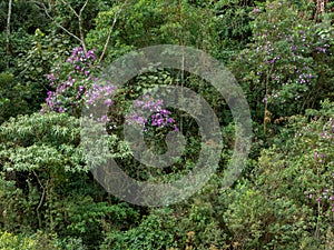 Tibouchina granulosa seasonal flowers tree contrast in green forest photo