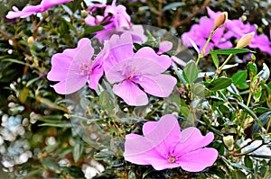 Tibouchina mutabilis flowers in the park photo
