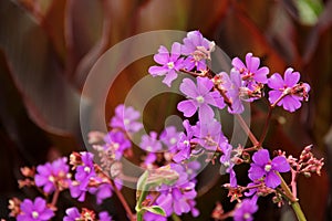 Tibouchina