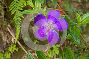 Tibouchina semidecandra