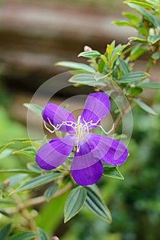 Tibouchina semidecandra or Princess Flower in the garden