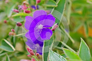 Tibouchina semidecandra, the princess flower photo