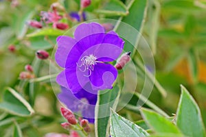 Tibouchina semidecandra, the princess flower