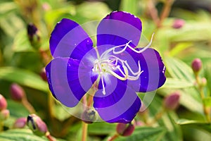 Tibouchina sp, Melastomataceae, tropical America