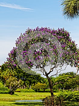 Tibouchina Tree in Full Bloom