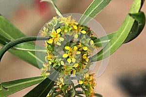 Tristaniopsis laurina, water gum, kanooka