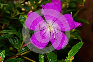 Tibouchina Urvilleana