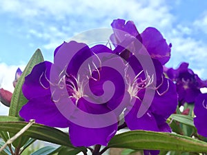 Tibouchina urvilleana under blue sky.