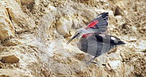 Tichodroma muraria hops on the rock and looks for food in the crevices of the rock