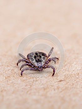 Tick as a disease carrier crawls over the skin