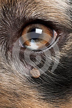 Tick attached next to an Australian Shepherd's eye photo