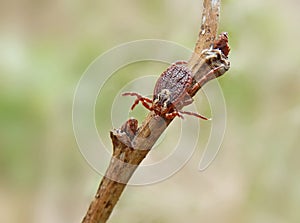 A tick belonging to genus Dermacentor waiting for an host photo