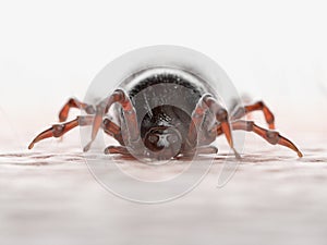 A tick biting