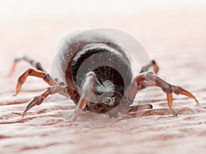 A tick biting