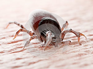 A tick biting