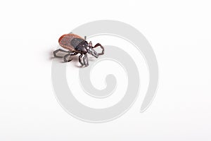 Tick - carrier of various diseases