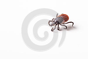 Tick - carrier of various diseases