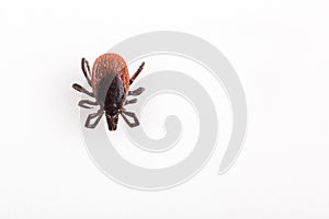 Tick - carrier of various diseases