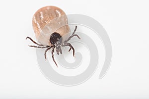 Tick - carrier of various diseases