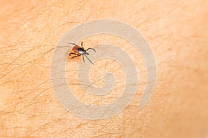 Tick - carrier of various diseases photo