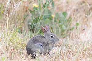 Tick-covered Desert Cottontail Rabbit eating grass