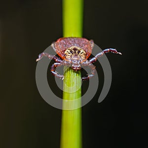 Tick Crawling on Green Twig