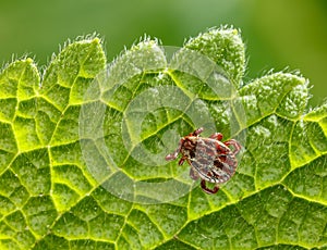 Tick crawling on leaf photo